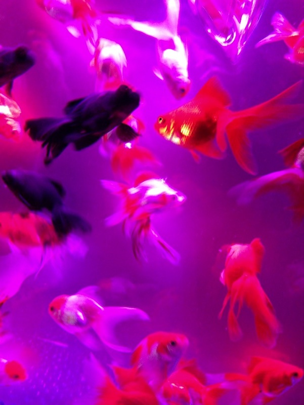 アートアクアリウム