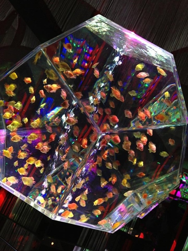 アートアクアリウム