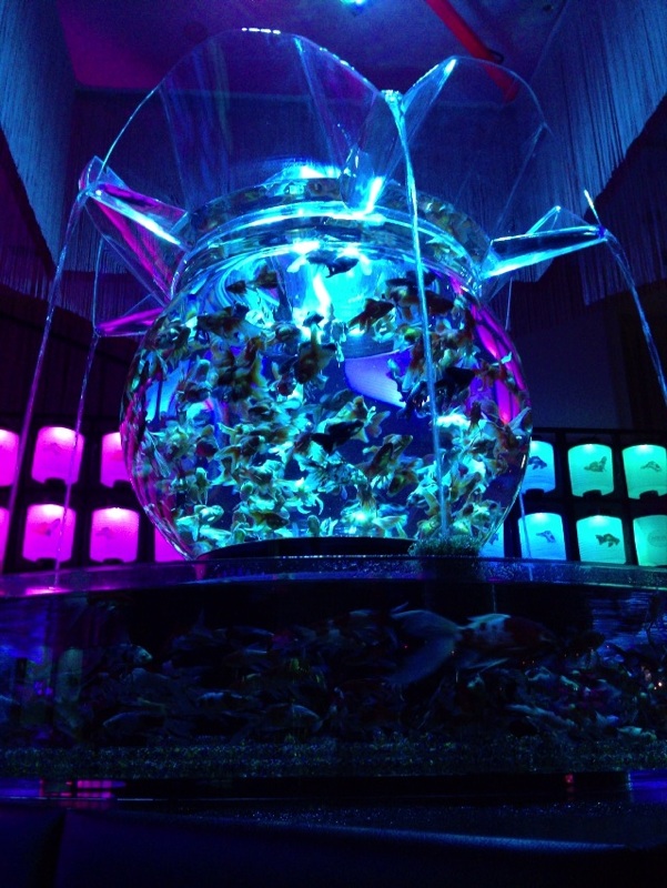 アートアクアリウム