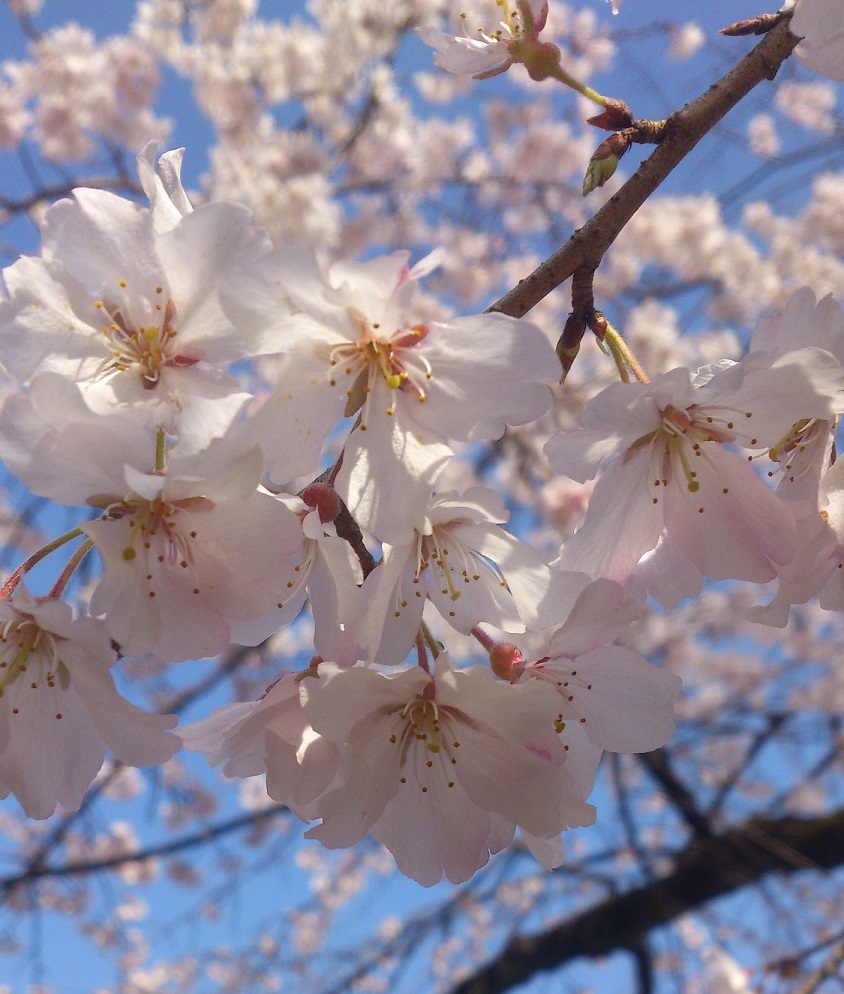 臨時休業のご案内