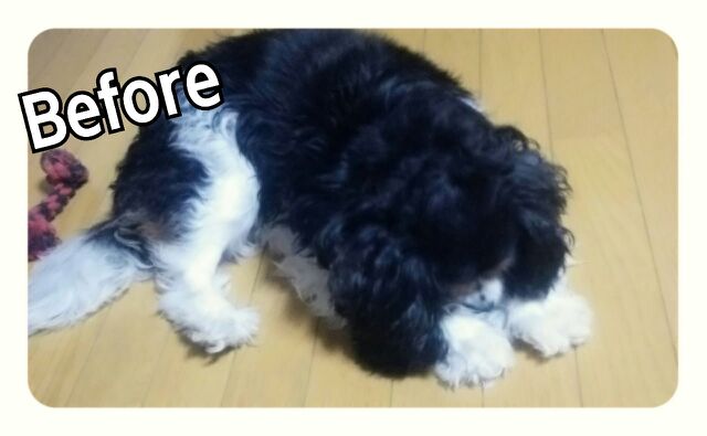 ✿我が家の…✿
