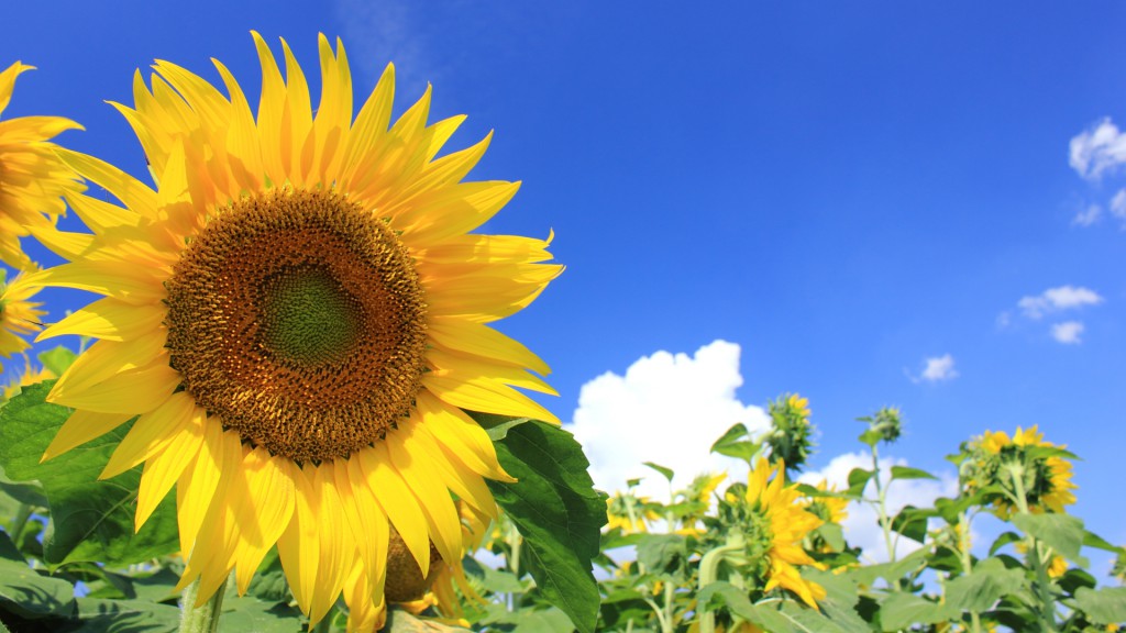 バッテリー交換キャンペーン