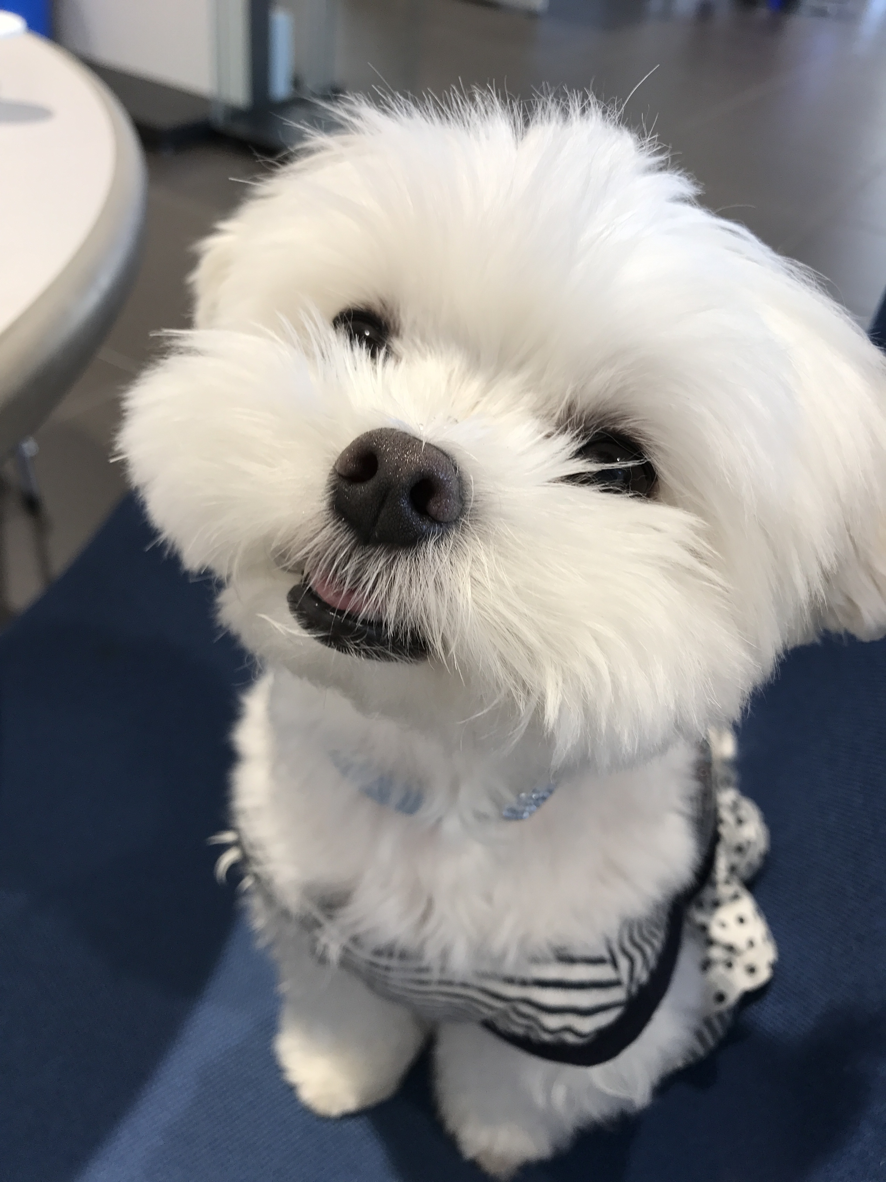 いちご大福ちゃん♡