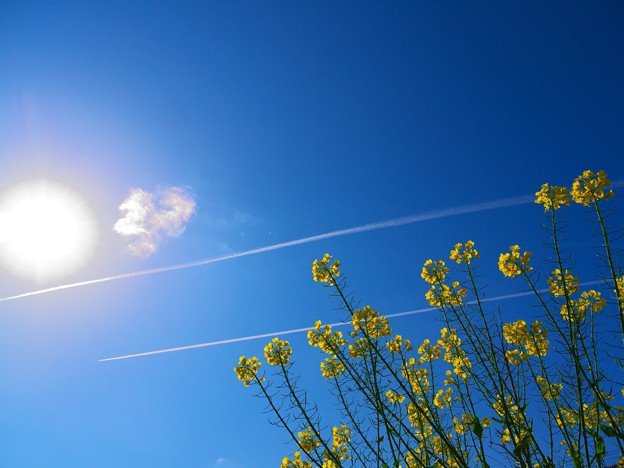 春が近づいてまいりました♫