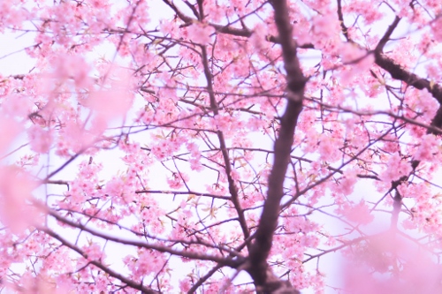 お花見日和