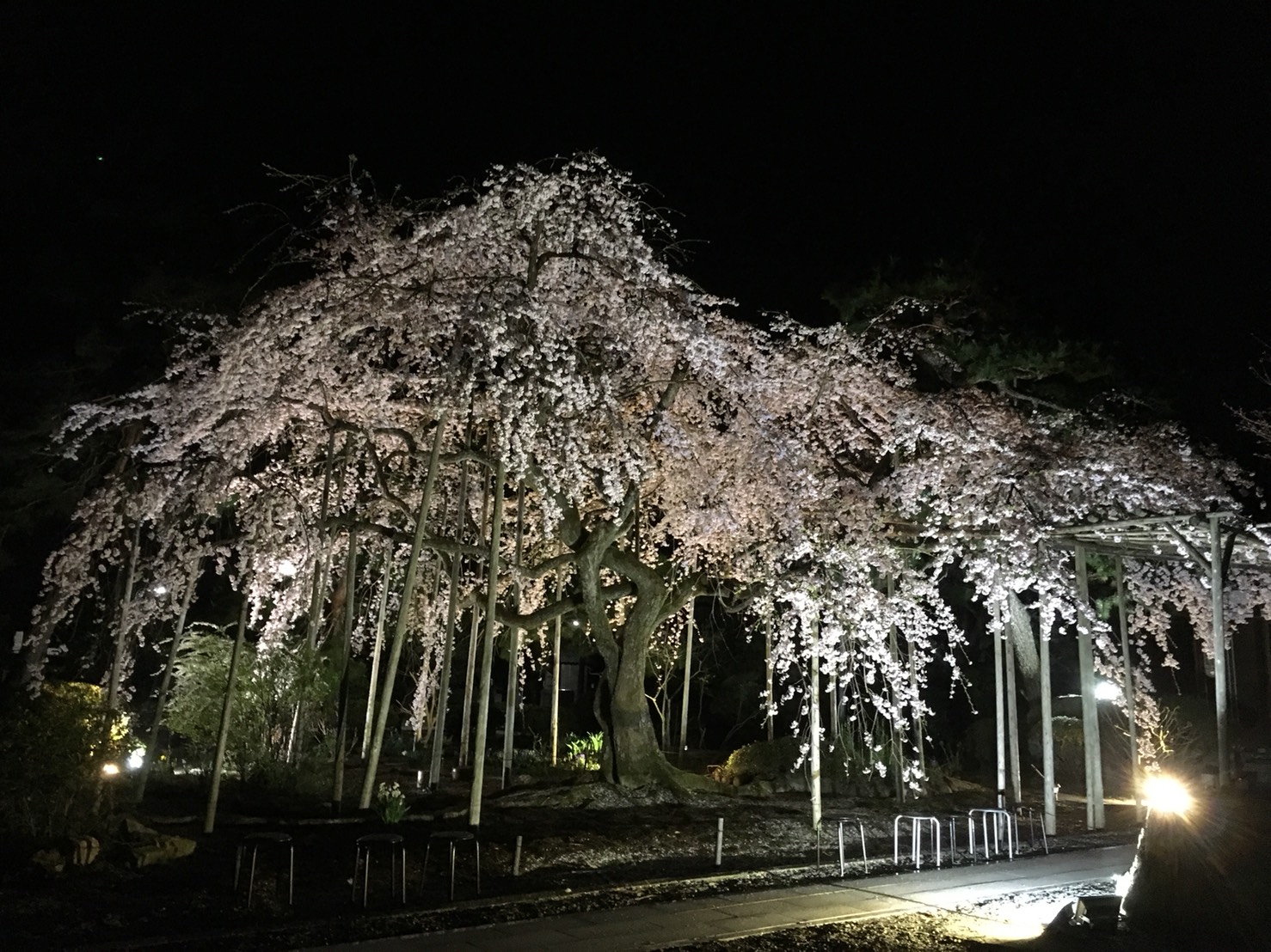 夜桜 ♡