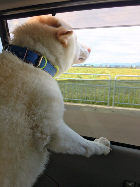 ドライブ日和！